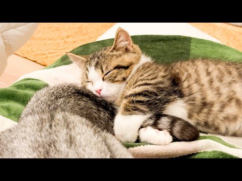 風邪でお母さんのシッポを離さない子猫