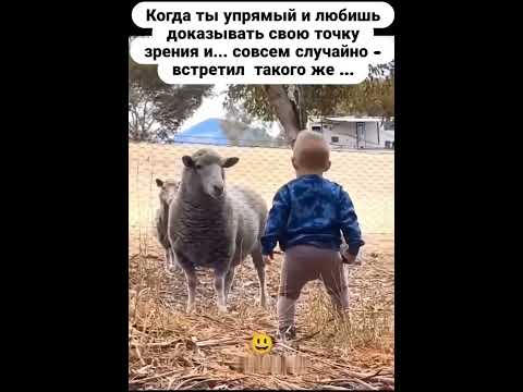 Упрямые