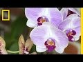 Student Involvement in Orchid Conservation