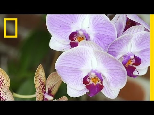 Replacing Florida's Stolen Orchids