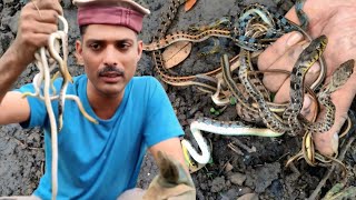 Buff striped keelback एक साथ कई सांप एक ही जगह पर रेस्क्यू Rescue of many snakes at one place #cobra