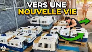Un voyage plein d'espoir pour nos 51 chiens et chats créoles