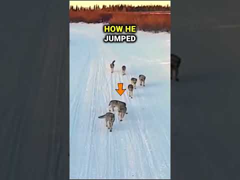 Incredible moment when mother wolf returns to her cubs! ???
