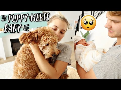 PUPPY MEETS OUR BABY FOR THE FIRST TIME!!