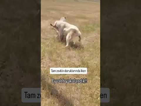 Tam Zevkin Doruklarında Olcak İş mi Bu 😂😂 #kangal #keşfetteyiz #reels  #shorts #shortsvideo #aboneol