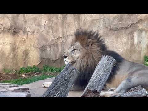 犬の動画サムネイル - ライオン🦁のアレンくん　千葉市動物公園　IMG 4483