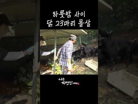 하룻밤 사이 <strong>닭</strong> 23마리 몰살 #shorts