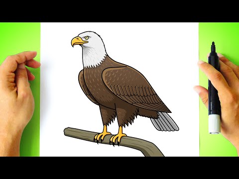 Como DESENHAR uma ÁGUIA - Cómo DIBUJAR un ÁGUILA - Eagle Drawing Tutorial