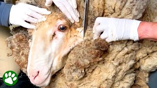 Sheep Covered In 90-Pounds Of Wool Gets Life-Saving Makeover ❤️