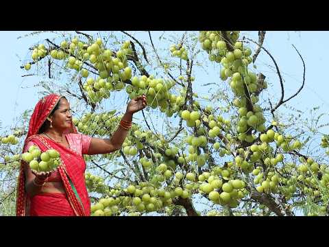 बगीचे के ताजे आंवले का रसगुल्ले जैसा रस भरे मुरब्बा बनाए गॉव के तरह || Amla Murabba Recipe