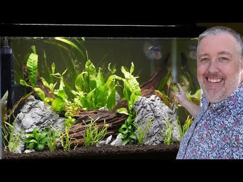 How to Grow Java Fern in an Aquarium