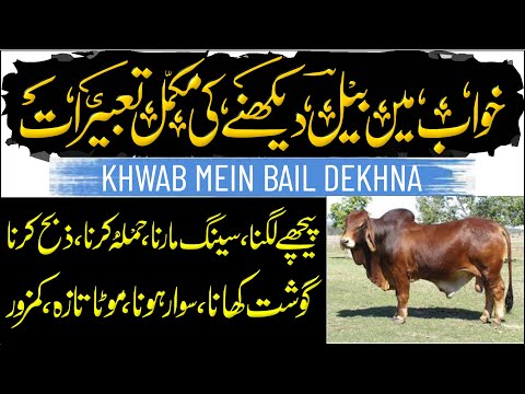 Khwab Mein Bail Dekhna | Takkar Marna Sawari Karna Piche Lagna Pakarna Zibah Karna Gosht Khana
