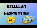 Cellular Respiration Concepts and Processes