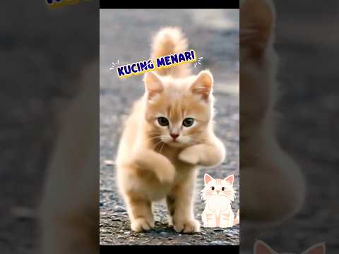 kucing menari #cat #kitten
