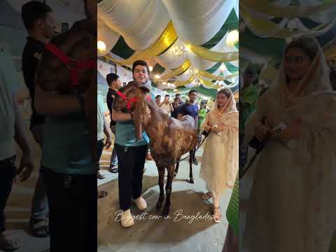 বি*ক্রি হয়ে গেল সাদিক এগ্রোর ও বাংলাদেশের সবচেয়ে বড় খাসি।
