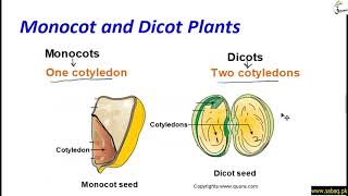 Monocot and Dicot Plants