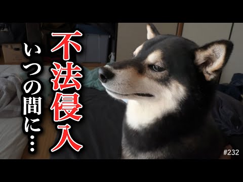 まさかの不法侵入にビビり散らかす柴犬