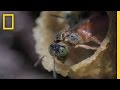 Angel Bees vs Robber Bees Strategies