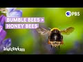 Bumble Bee Conservation and Biology