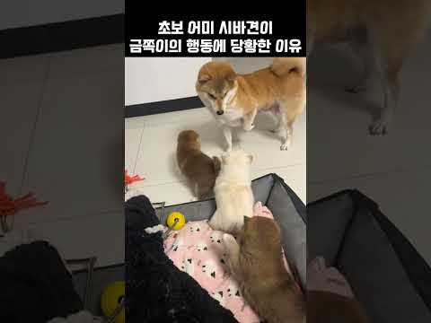 "도대체 왜그래?".. 어미 시바견이 새끼 댕댕이에게 당황한 이유