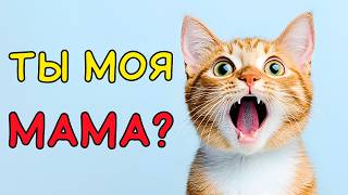 Вот почему КОШКА СЧИТАЕТ ВАС своей МАМОЙ