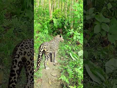 catching leopard 🐆🐆#1 #youtubeshorts​ #viral​ #trendingshorts​ #shorts_​ #animal​ #tiger​ #jungle​