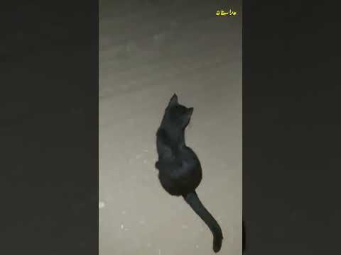 وش تفسيركم للمقطع؟ #shorts
