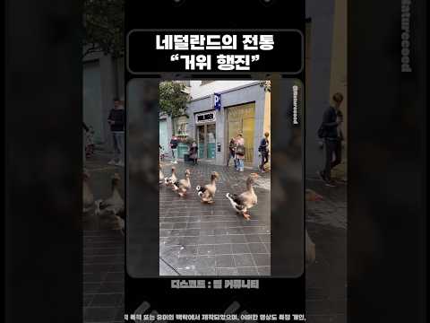 네덜란드의 특이한 전통