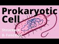 Prokaryotic Cell Structure and Function