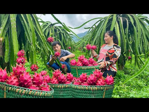 Harvesting dragon fruit together. Eat a cup of nutritious black bean tea. Motorcycle maintenance