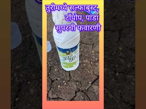 तुरीवर सल्फाबुस्ट, टॉपोप, पांडा सुपरची फवारणी #shorts #ytshorts #short #youtubeshorts #youtube.