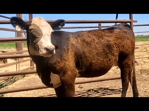 Pinkeye Treated Calves One Week Later