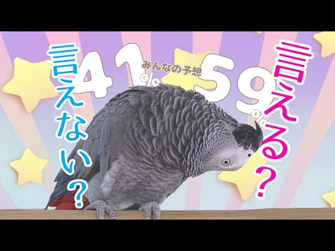 「ずぅちゃんは１１歳です」と言えるのか？！喋る鳥ずぅ夏の挑戦🍉