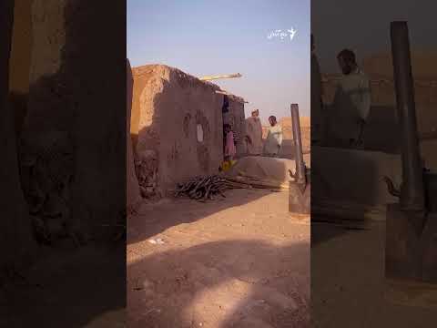 فروش گرده؛ بهای زنده ماندن