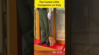 The Cutest Little Companion on Duty
