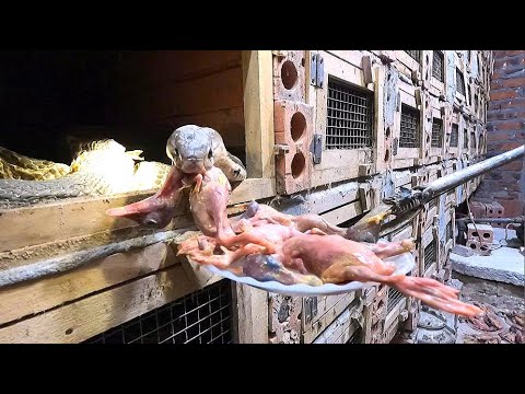 Broke into the world's largest king cobra farm, discovering thousands of cobras in closed cages.
