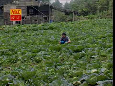 黃美詩 原鄉情濃