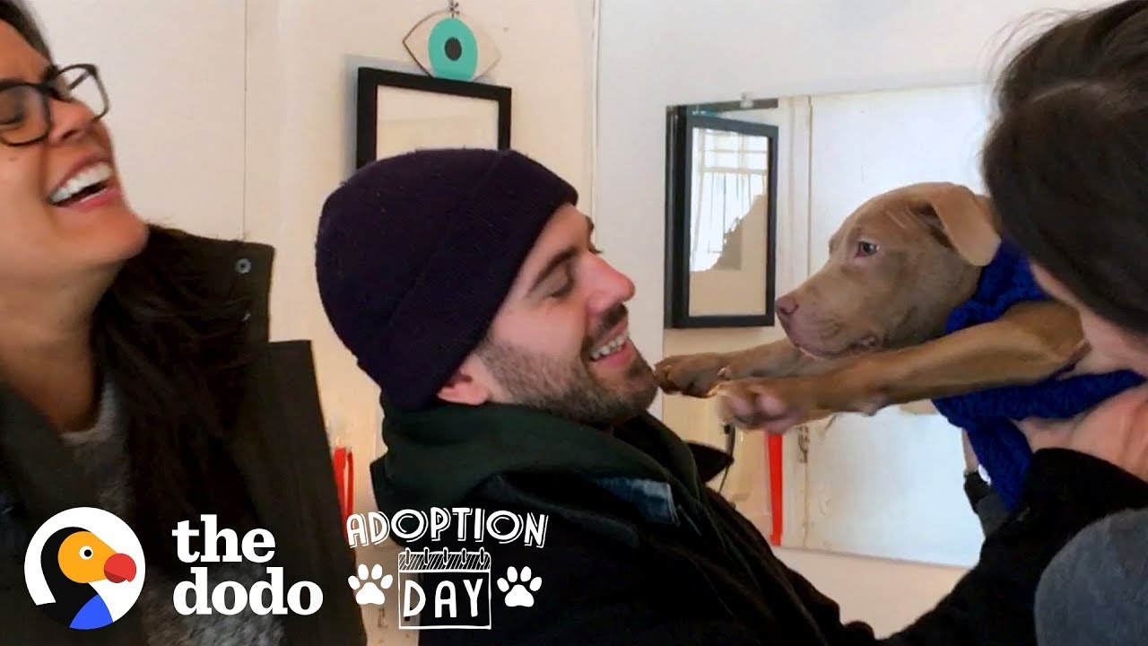 Pit Bull Puppies Were Found On The Street and Then Reunited Months Later Adoption Day