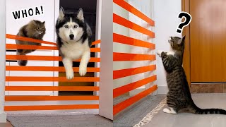 Husky Dogs and Cats Teach a New Kitten to Jump!