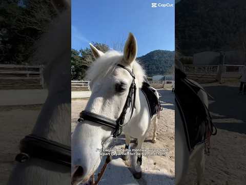 Surtout les oufits corda 🙏🏼😍✨ #modelecapcut #tapis #horse #equestrian