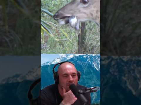 Joe Rogan's Hilarious Reaction to Deer Devouring Birds! 🦌
