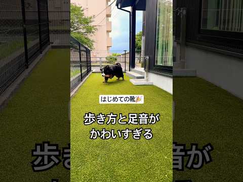お靴デビュー🌼歩き方と足音がかわいすぎる #バーニーズマウンテンドッグ #靴