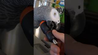 See Bird, Hear Fridge 🦜