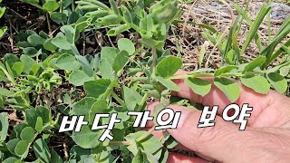 바닷가의 보약, 허약 체질, 만성 피로, 어르신이 많이 드세요.