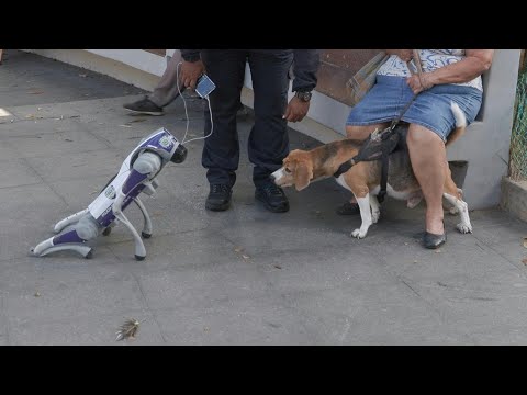 AI-powered robot police dogs take a walk in Venezuela's streets | AFP