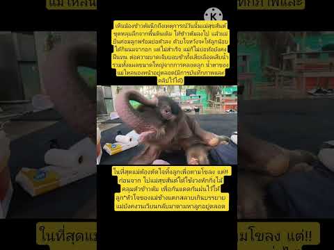 โลกนี้มันชั่งโหดร้ายกับแม่ สุขสันต์😥 #น้องข้าวต้ม #ลูกช้างป่า #babyelephant #ช้างน้อยน่ารัก