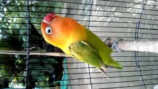 Lovebird Nyeklek Youtube Video Downloader Online Burung Ngekek Panjang Gambar