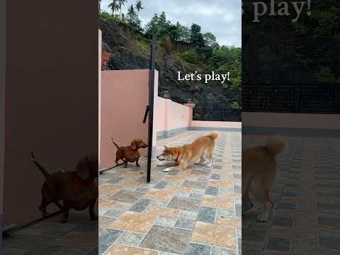 Tell me you have a Shiba Inu without telling me you have a Shiba Inu 😂#shiba #shibainu #dog #cute