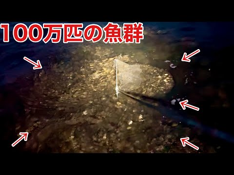 秋の漁港に数百万匹の魚の群れが現れたと聞いて調査してみたら大量の食材が！？