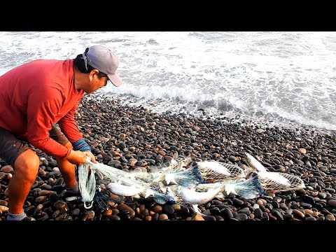 ¡Un mar Agitado, pero con un Premio ENORME! 5 Increíbles Acciones de Pesca con tarraya